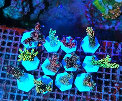 Saricho Kerámia Fehér Coralline Korall frag Dugók Korall frag Bázis, Kör / Nagy Méretű, Kör / Hatszög (hexagon50mm12pcs)